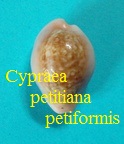 Cypraea pyrum petitiana petiformis, Lorenz & A. Hubert 1993